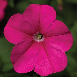 FotoFinish Pink Petunia Thumbnail